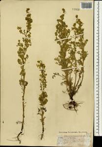 Полынь крупноголовая Jacquem. ex Besser, Монголия (MONG) (Монголия)