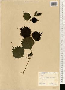 Boehmeria japonica (L. fil.) Miq., Зарубежная Азия (ASIA) (КНДР)