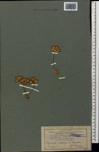 Проломник большой, Проломник Турчанинова L., Кавказ, Армения (K5) (Армения)
