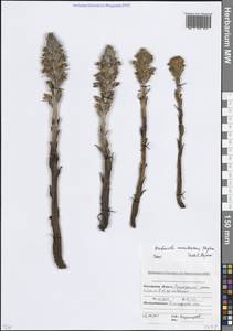 Заразиха синеватая Stephan, Восточная Европа, Ростовская область (E12a) (Россия)