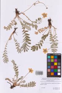 Аргентина гусиная, Лапчатка гусиная, Восточная Европа, Московская область и Москва (E4a) (Россия)