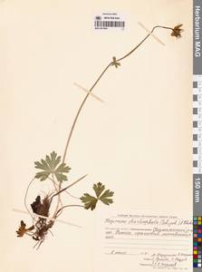 Купальница бумажночашелистиковая Schipcz., Сибирь, Чукотка и Камчатка (S7) (Россия)