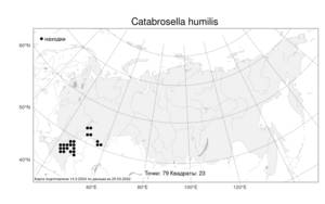 Catabrosella humilis, Катаброзочка низкая (M.Bieb.) Tzvelev, Атлас флоры России (FLORUS) (Россия)