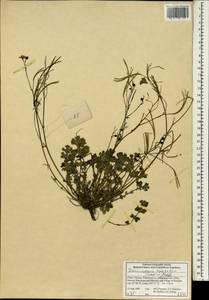 Dicranostigma leptopodum Karelin & Kirilow, Зарубежная Азия (ASIA) (КНР)