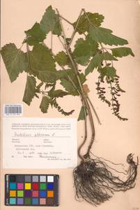 MHA 0 155 305, Шлемник высочайший, Шлемник высокий L., Восточная Европа, Молдавия (E13a) (Молдавия)