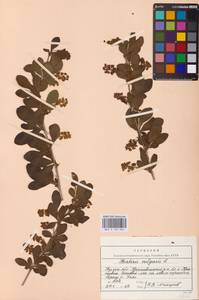 Барбарис обыкновенный L., Восточная Европа, Центральный район (E4) (Россия)