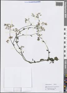Asteraceae, Зарубежная Азия (ASIA) (Вьетнам)