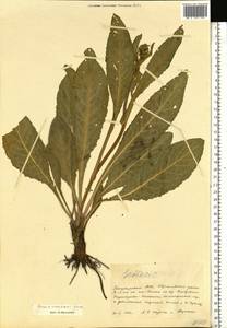 Крестовник крупнолистный M. Bieb., Восточная Европа, Восточный район (E10) (Россия)