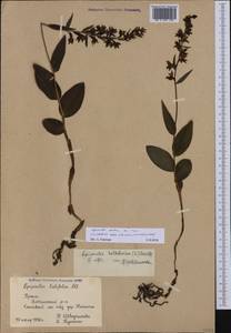 Epipactis helleborine subsp. orbicularis (K.Richt.) E.Klein, Крым (KRYM) (Россия)
