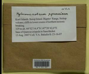 Hylocomiastrum pyrenaicum (Spruce) M. Fleisch. ex Broth., Гербарий мохообразных, Мхи - Дальний Восток (без Чукотки и Камчатки) (B20) (Россия)
