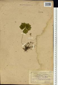 Geum ternatum subsp. ternatum, Сибирь, Дальний Восток (S6) (Россия)