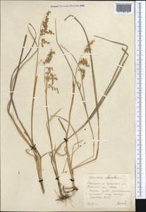 Anthoxanthum nitens (Weber) Y.Schouten & Veldkamp, Средняя Азия и Казахстан, Северный и Центральный Казахстан (M10) (Казахстан)