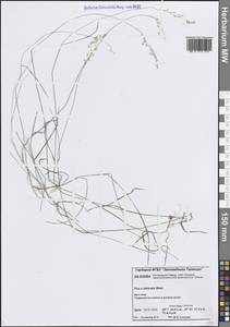 Poa × intricata Wein, Сибирь, Центральная Сибирь (S3) (Россия)
