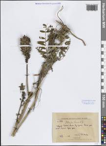 Астрагал китайский L.f., Сибирь, Дальний Восток (S6) (Россия)