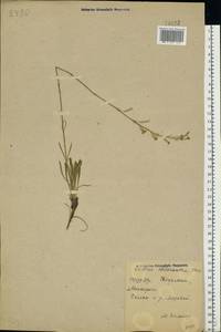 Смолевка зеленоцветковая (Willd.) Ehrh., Восточная Европа, Северо-Украинский район (E11) (Украина)
