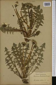 Taraxacum stenoglossum Brenner, Западная Европа (EUR) (Швеция)