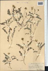 Астрагал альпийский L., Средняя Азия и Казахстан, Северный и Центральный Тянь-Шань (M4) (Казахстан)