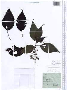 Urticaceae, Зарубежная Азия (ASIA) (Индия)