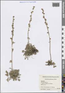 Полынь блестящая Willd., Кавказ, Армения (K5) (Армения)