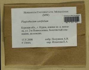 Plagiothecium cavifolium (Brid.) Z. Iwats., Гербарий мохообразных, Мхи - Центральное Черноземье (B10) (Россия)