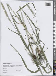 Тимофеевка луговая L., Сибирь, Западная Сибирь (S1) (Россия)