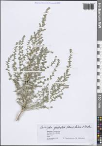 Caroxylon gaetulum (Maire) Akhani & Roalson, Африка (AFR) (Марокко)