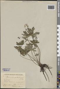 Герань ложносибирская J. Mayer, Сибирь, Прибайкалье и Забайкалье (S4) (Россия)