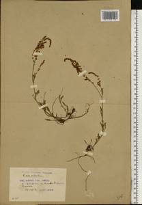 Щавель воробьиный, Щавелек L., Восточная Европа, Белоруссия (E3a) (Белоруссия)