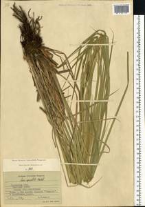 Осока водяная Wahlenb., Восточная Европа, Центральный район (E4) (Россия)