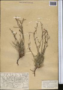 Acantholimon setiferum Bunge, Средняя Азия и Казахстан, Западный Тянь-Шань и Каратау (M3) (Казахстан)