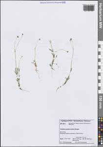 Звездчатка цветоножковая, Звездчатка стебельчатая Bunge, Сибирь, Центральная Сибирь (S3) (Россия)