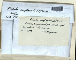 Radula complanata (L.) Dumort., Гербарий мохообразных, Мхи - Прибалтика (B1)