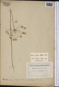 Triteleia hyacinthina (Lindl.) Greene, Америка (AMER) (Великобритания)