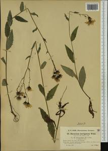 Hieracium laevigatum subsp. amaurolepis Murr & Zahn, Западная Европа (EUR) (Австрия)
