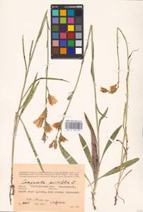 Колокольчик персиколистный L., Восточная Европа, Нижневолжский район (E9) (Россия)