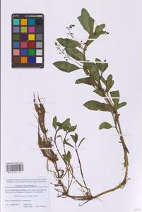 Вероника поточная L., Восточная Европа, Московская область и Москва (E4a) (Россия)