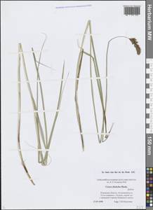 Осока двурядная Huds., Восточная Европа, Северо-Западный район (E2) (Россия)