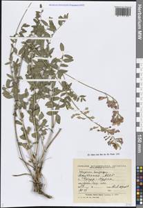 Копеечник щетинистоплодный Turcz., Сибирь, Якутия (S5) (Россия)