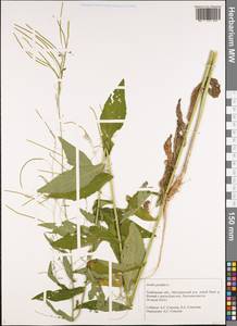 Catolobus pendulus (L.) Al-Shehbaz, Восточная Европа, Центральный лесостепной район (E6) (Россия)