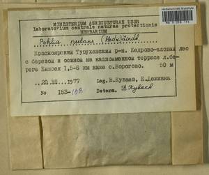 Pohlia nutans (Hedw.) Lindb., Гербарий мохообразных, Мхи - Красноярский край, Тыва и Хакасия (B17) (Россия)