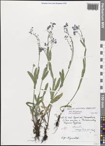 Myosotis alpestris subsp. suaveolens (Waldst. & Kit. ex Willd.) Strid, Восточная Европа, Нижневолжский район (E9) (Россия)
