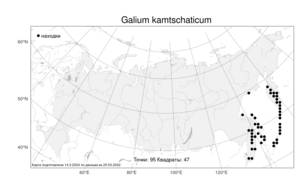 Galium kamtschaticum, Подмаренник камчатский Steller ex Schult. & Schult.f., Атлас флоры России (FLORUS) (Россия)