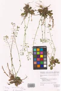 Noccaea caerulescens subsp. caerulescens, Восточная Европа, Западный район (E3) (Россия)