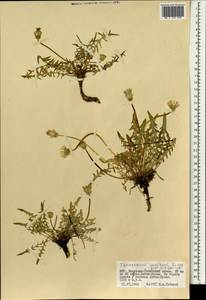 Одуванчик китайский Kitag., Монголия (MONG) (Монголия)