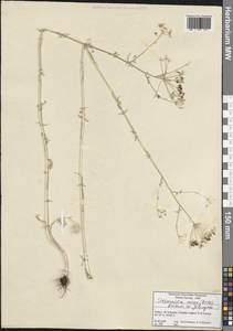 Elaeosticta aurea (Boiss.) Menemen, Зарубежная Азия (ASIA) (Турция)