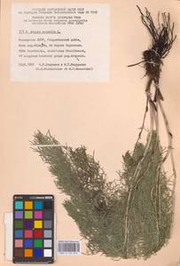 Горицвет весенний, Адонис весенний L., Восточная Европа, Восточный район (E10) (Россия)