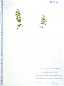 Physematium manchuriense (Hook.) Nakai, Сибирь, Дальний Восток (S6) (Россия)