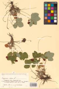 Земляника лесная L., Восточная Европа, Центральный район (E4) (Россия)