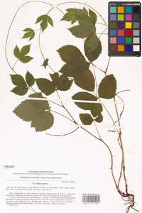 Костяника каменистая L., Восточная Европа, Северо-Украинский район (E11) (Украина)