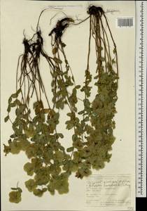 Origanum haussknechtii Boiss., Кавказ, Турецкий Кавказ (K7) (Турция)